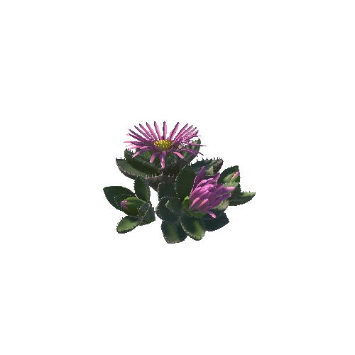 Flower_Faucaria tigrina4 2